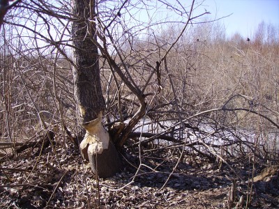 PICT0349.jpg