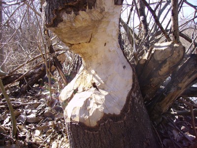 PICT0351.jpg