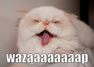 wazzupcat.jpg