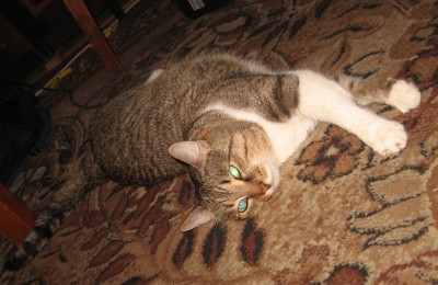 котэ.jpg